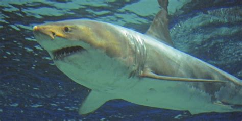 B­e­y­a­z­ ­K­ö­p­e­k­b­a­l­ı­k­l­a­r­ı­ ­K­e­n­d­i­l­e­r­i­n­i­ ­K­a­t­i­l­ ­B­a­l­i­n­a­l­a­r­a­ ­Y­e­m­ ­O­l­u­r­k­e­n­ ­B­u­l­d­u­l­a­r­